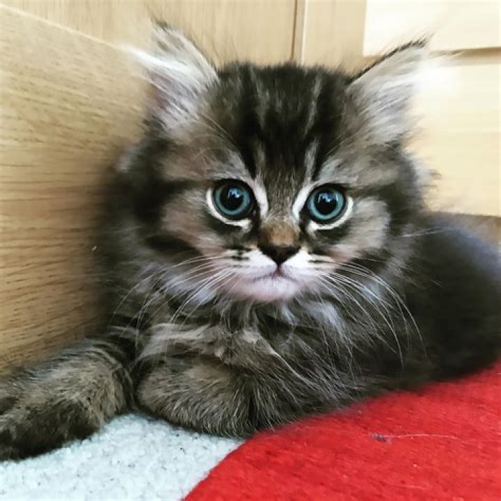 Adorable Catkitty21: Explore the Cutest Cat Videos and Pictures Online