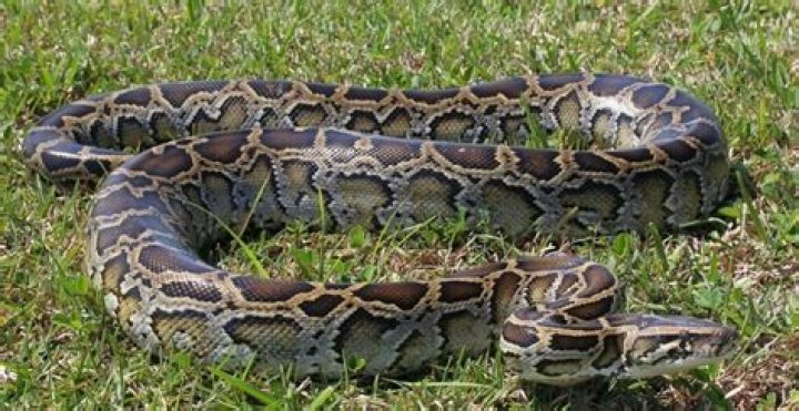 Amazing Burmese Python Facts & Care!