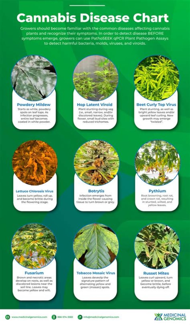 Cannabis SEO Agencies: The Key to Unlocking Growth in the Cannabis Industry