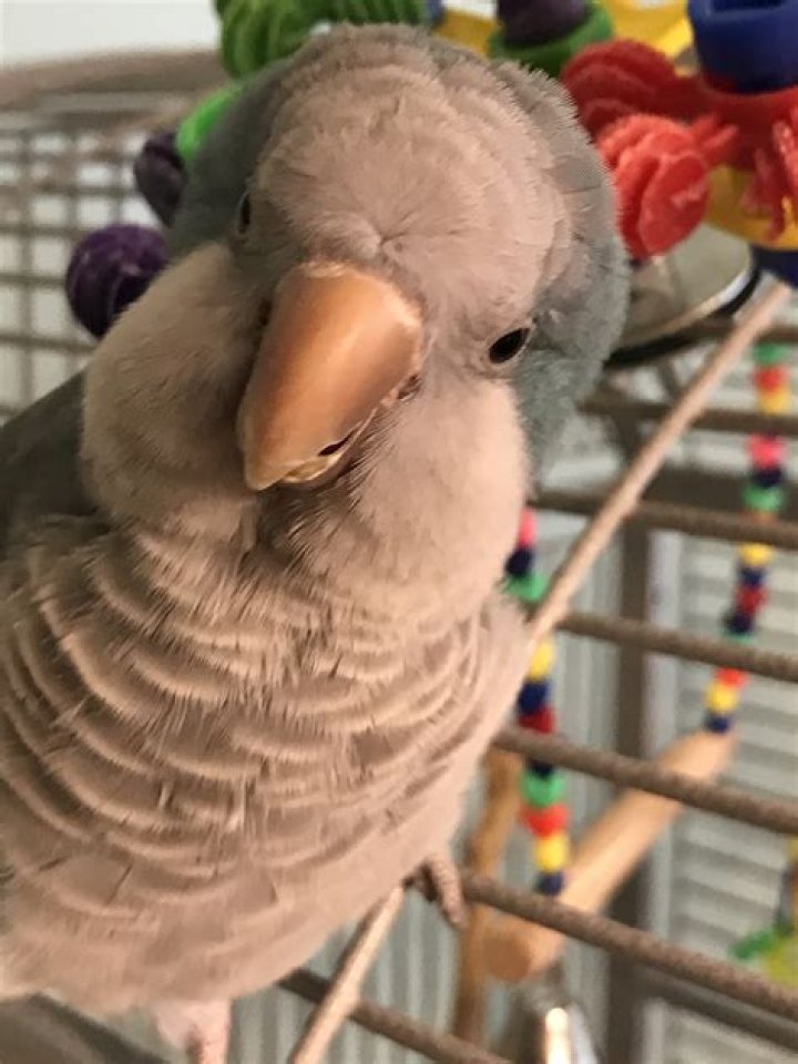 Cute Quaker Parrots: Friendly & Adorable Pets