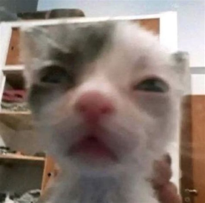 Discover the Fascinating World of I Frowed Up Cat