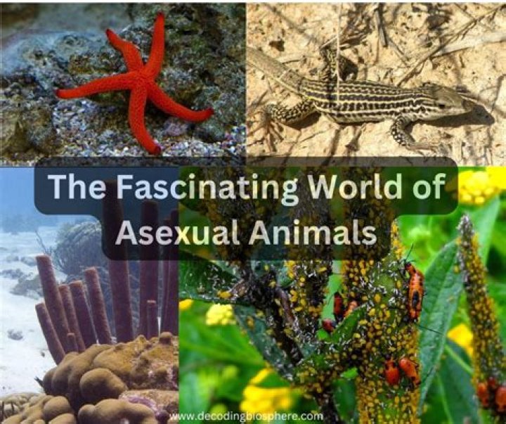Exploring the Fascinating World of Katmiviehd