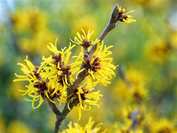 How Long Does Witch Hazel Last? Discover Its Shelf Life and Uses