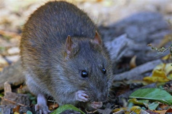 Neotoma Mexicana: The Fascinating World of Mexican Woodrats