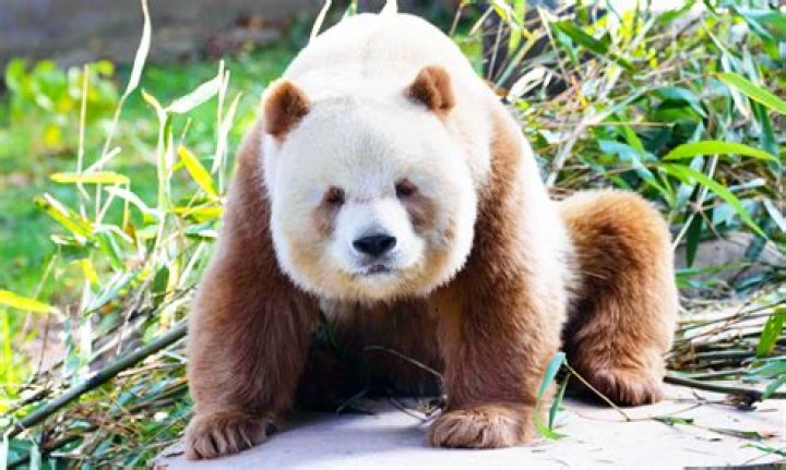 Panda Without Black Spots: A Rare and Fascinating Phenomenon