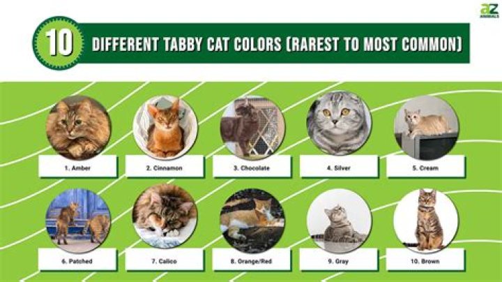 Strawberry Tabby of Leaked: A Comprehensive Guide