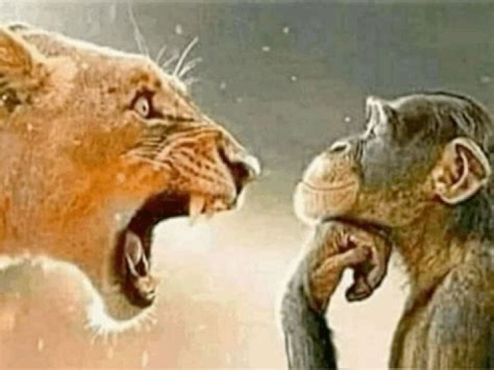 Tiger Screaming at Monkey: A Comprehensive Exploration of This Fascinating Wildlife Phenomenon