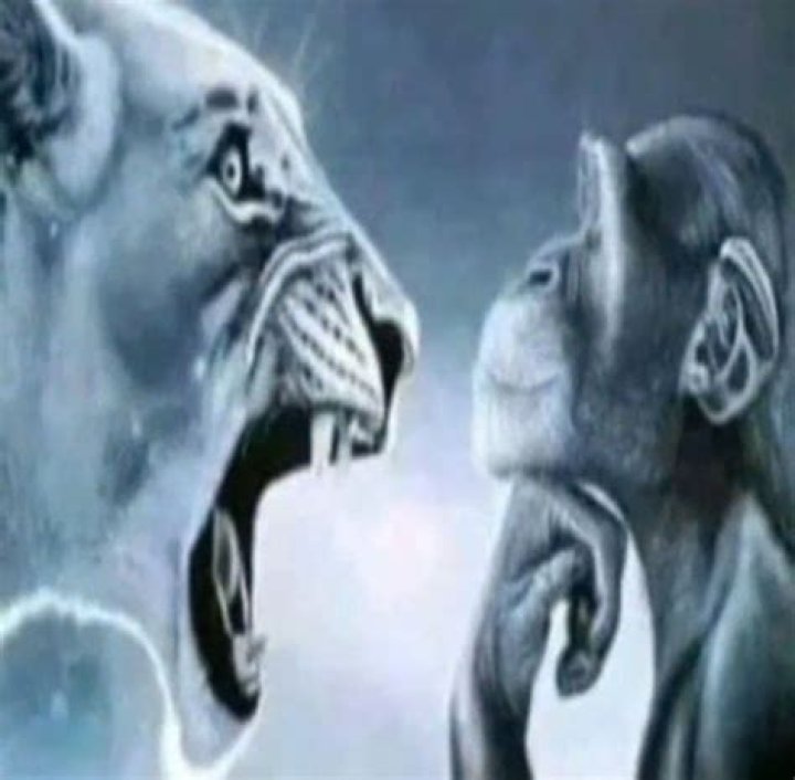 Tiger Yelling at Chimp: Understanding the Rare Encounter and Its Implications